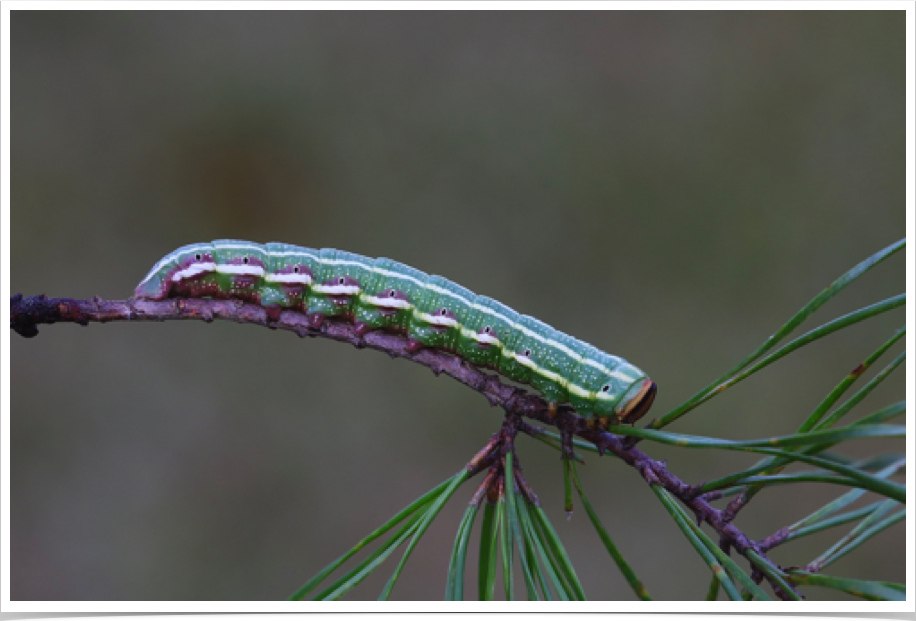 Lapara coniferarum
Southern Pine Sphinx
Bibb County, Alabama